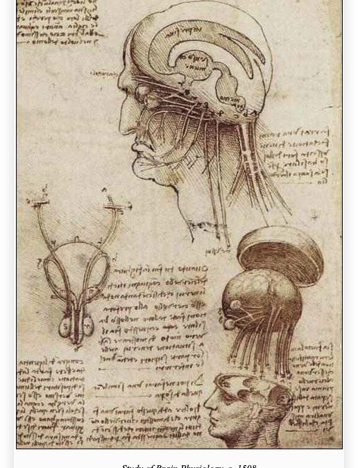Leonardo da Vinci study of brain
